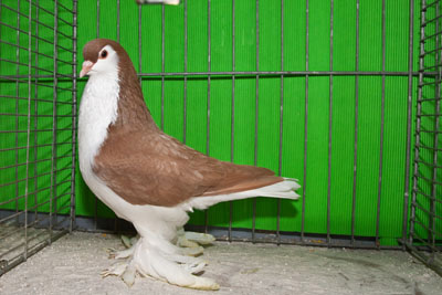 Lahore gelb Taeuber